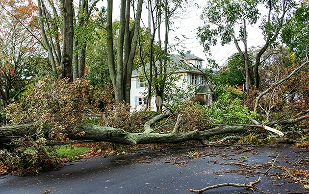 Tree fallen next to house