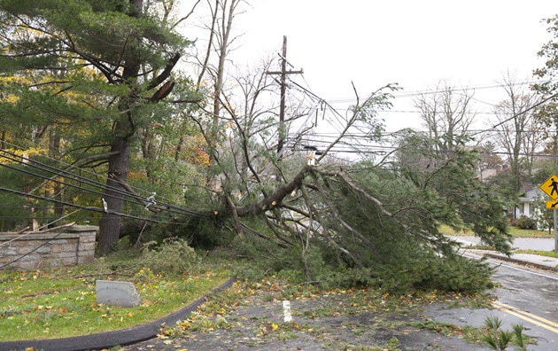 tree and wires down on road