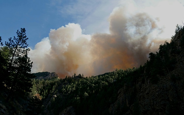 Wildfire smoke appearing above trees